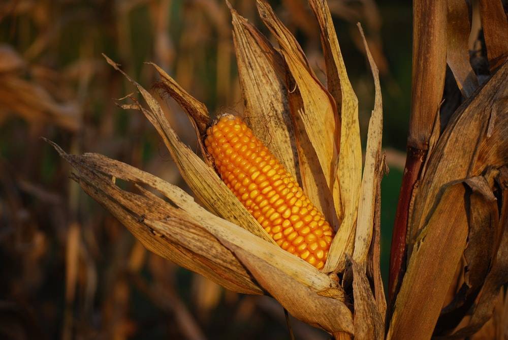 SB Online | Cijene kukuruza najviše u posljednjih 10 godina?