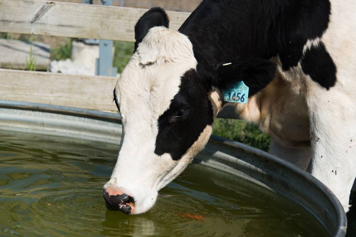 SB Online | Visoke temperature negativno utječu na krave - što možete napraviti?