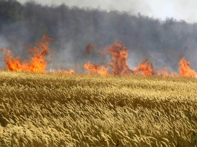 SB Online | Izgorjelo oko 14 hektara žita. Policija poslala apel