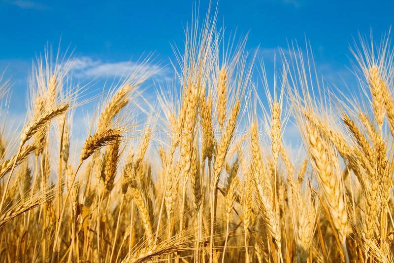 SB Online | Počela žetva pšenica: Bit će je dovoljno, no ne zna se njena otkupna cijena