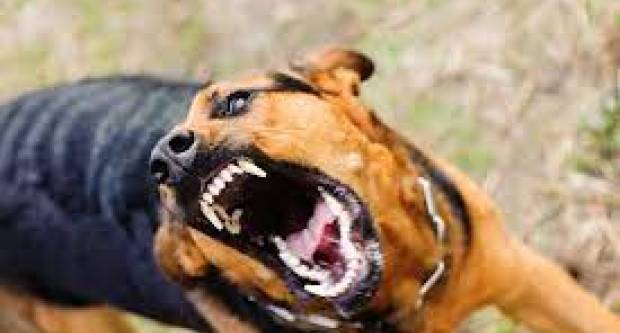 SB Online | U STUPNIKU: Dva puta ga ugrizao susjedov pas