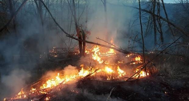 SB Online | Za zaštitu šuma od požara Hrvatske šume uložile 90 milijuna kuna