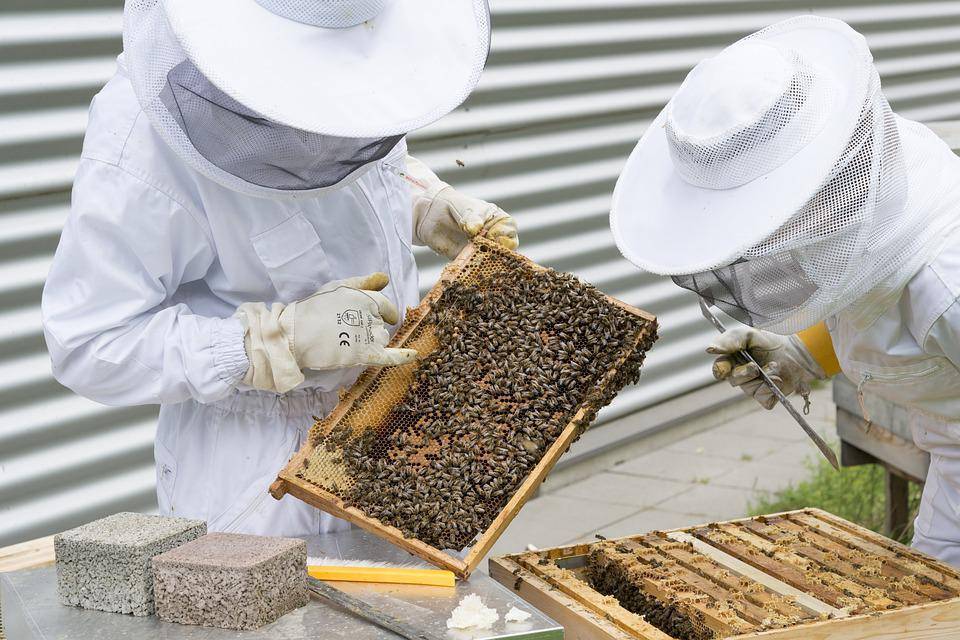SB Online | Pčelari u teškoj situaciji: “Meda je malo, prinosi su dosta smanjeni”