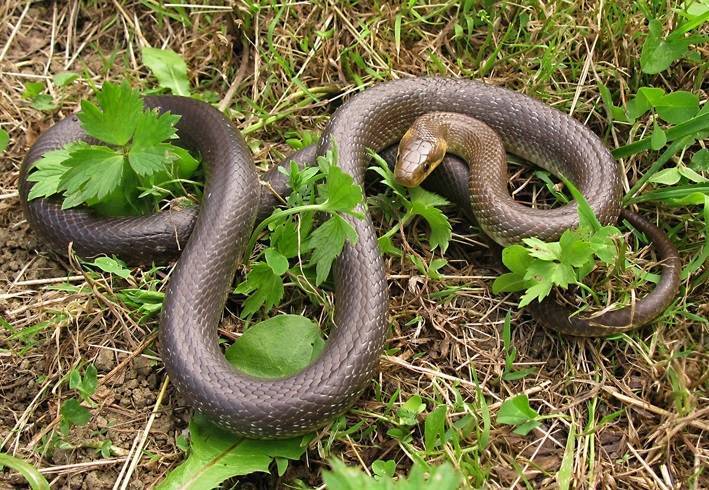 SB Online | Od ugriza zmije u Hrvatskoj umrle su tri osobe, među njima i beba. Ako vidite otrovnicu, ovo morate znati