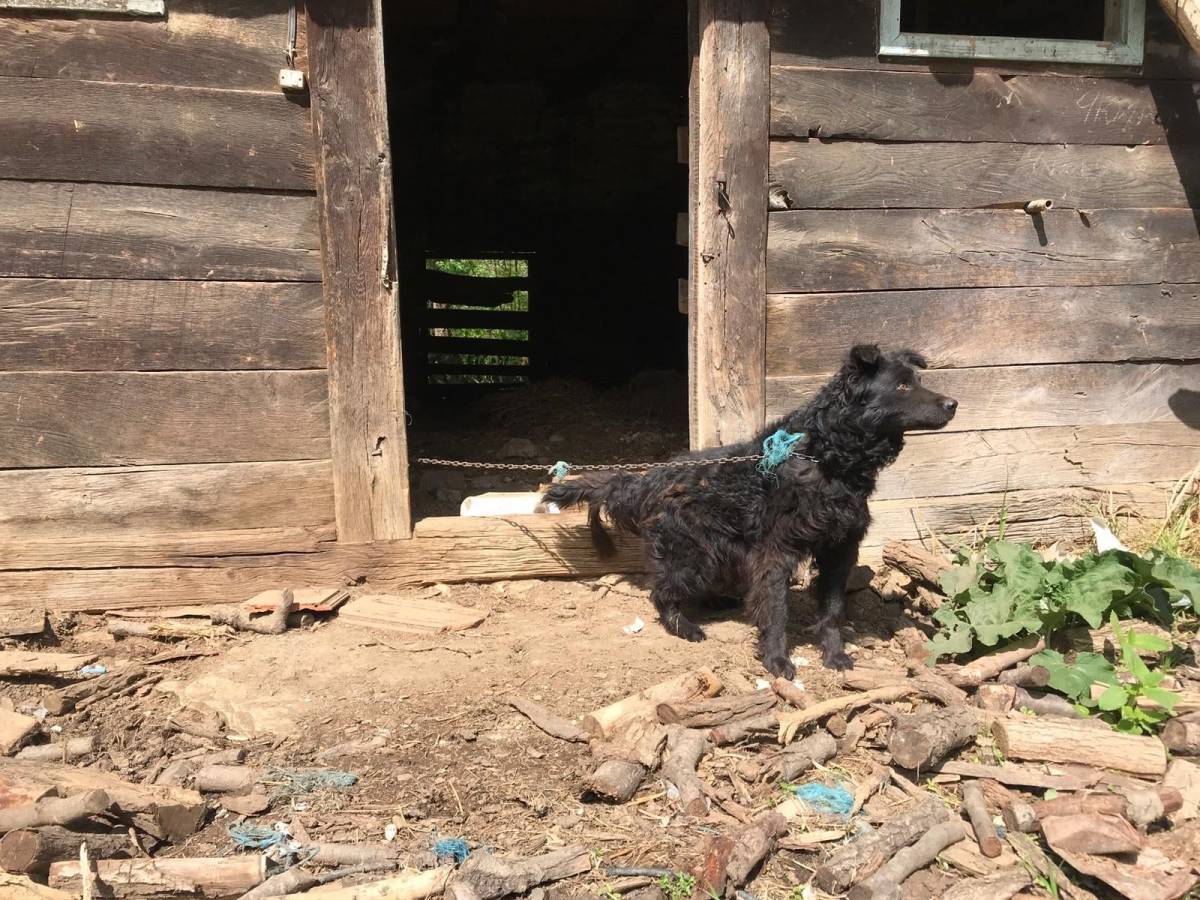SB Online | Prijatelji životinja traže potpunu zabranu držanja pasa kao alarmnih sustava