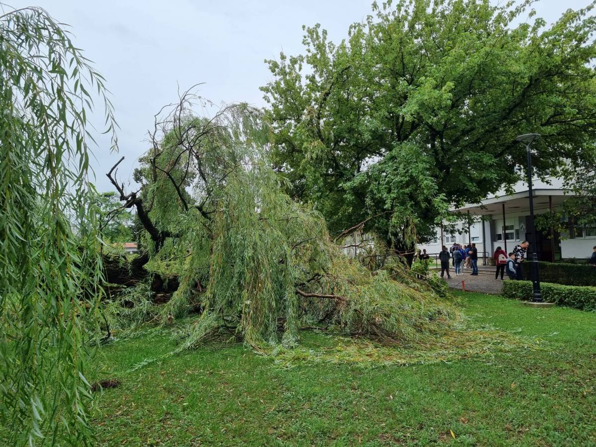 SB Online | PREPOLOVILO SE STABLO U SL. BRODU: Radi se o starom drvetu, evo fotki 