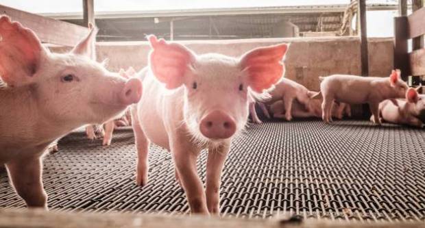 SB Online | OBJAVLJENO: Raste li proizvodnja svinja?