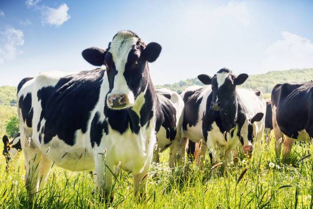 SB Online | Javni poziv: Tri milijuna kuna potpora za mliječno govedarstvo