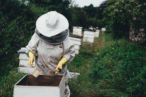 SB Online | Pogledajte uz pomoć kojeg proizvoda pčelari mogu zaraditi i do 100.000 eura godišnje