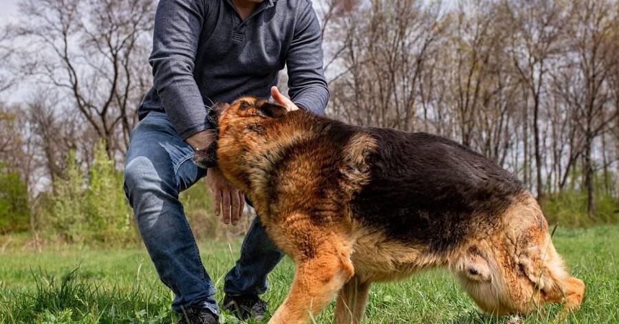 SB Online | Još jedan napad psa na čovjeka u Slavonskom Brodu