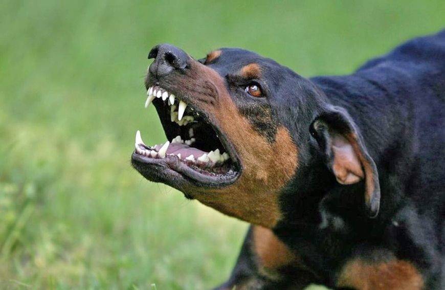 SB Online | Psi i dalje napadaju, ovaj puta izgrizli ženu