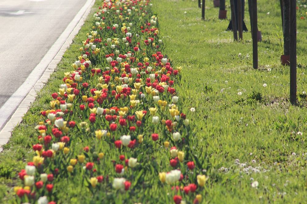 SB Online | Izvršena još jedna strojna sadnja tulipana
