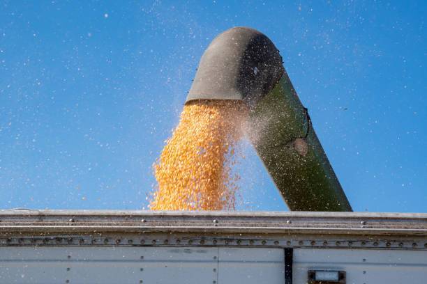 SB Online | NEVJEROJATNO: Nepoznati počinitelj ovršio kukuruz s tuđe njive, šteta više desetaka tisuća kuna