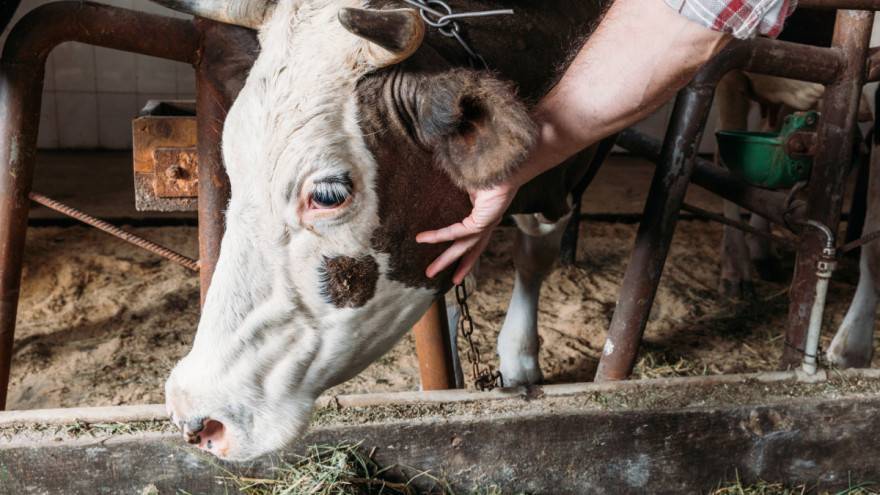 SB Online | Skupi lijekovi i veterinari tjeraju stočare da sami liječe stoku?