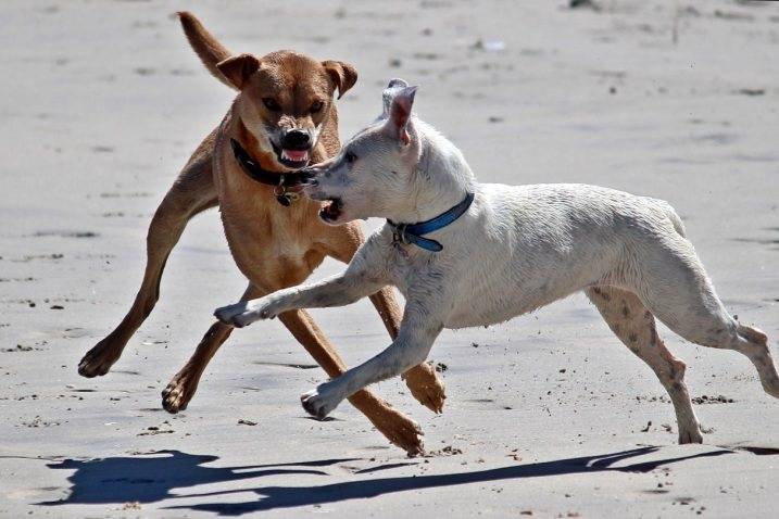 SB Online | Prekršajna prijavljeni zbog pasa koji nisu bili na uzici