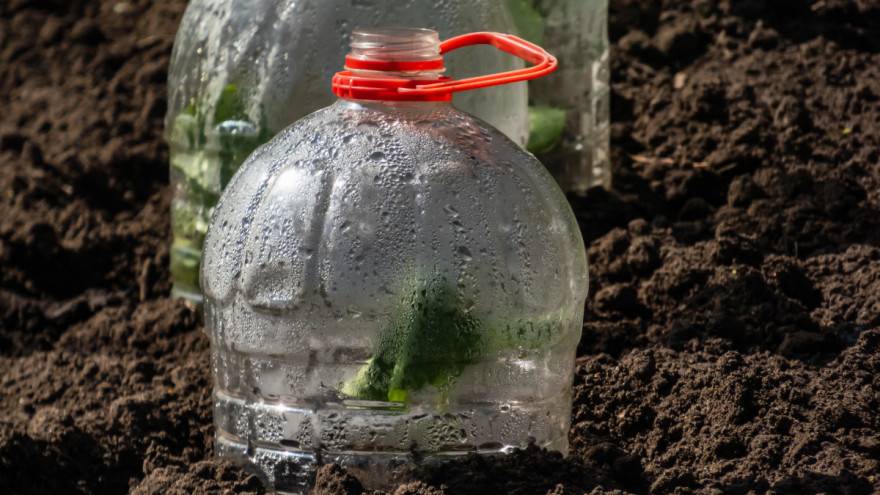 SB Online | 10 praktičnih ideja za upotrebu plastičnih boca u vrtu