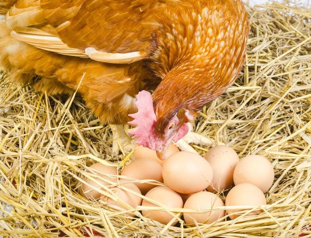 SB Online | S tržišta se povlače kokošija jaja s našeg područja