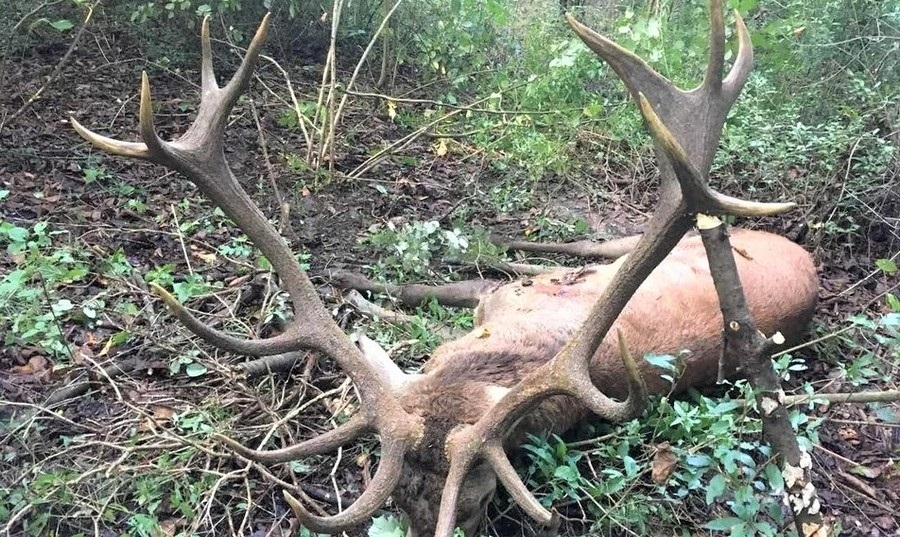 SB Online | Slavonac ukrao rogove s mrtvog jelena. Pogledajte koliku je astronomsku kaznu dobio