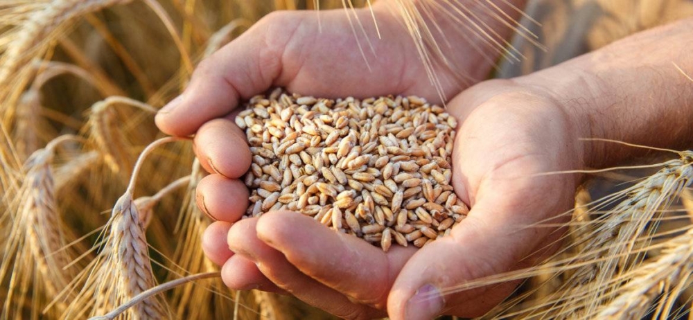 SB Online | Prepuni silosi žita iz Ukrajine stvaraju probleme hrvatskim stočarima koji traže pomoć države