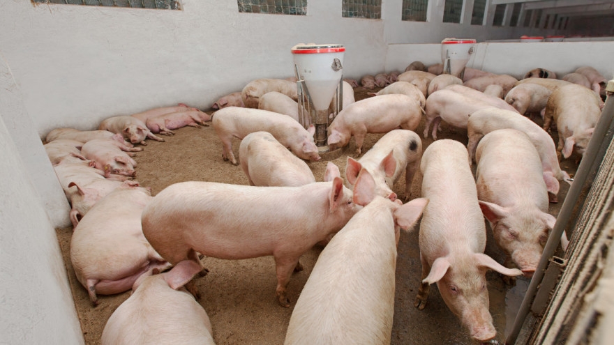 SB Online | SVINJSKA KUGA: Evo kolike će biti naknade za usmrćene svinje...