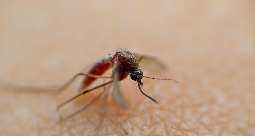 SB Online | MITOVI I ISTINE: Bojom odjeće i prehranom se možemo obraniti od komaraca?