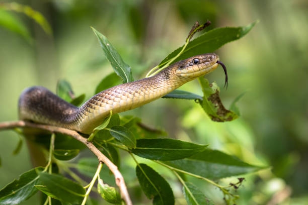 SB Online | Budite oprezni: Ovo je sedam savjeta kako izbjeći ugriz zmije i što nikako ne smijete učiniti
