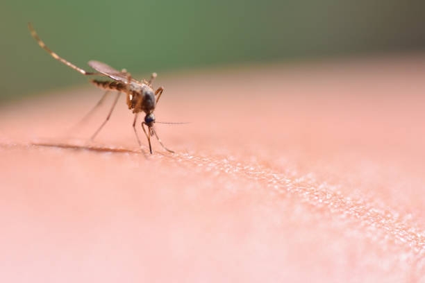 SB Online | Slavonac napravio uređaj za zaprašivanje komaraca: ’’Ide na dizel, neopitroid, jestivo ulje’’