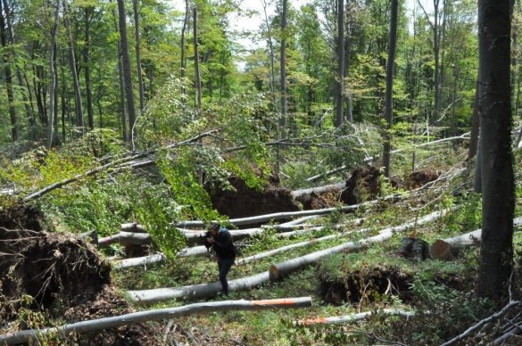SB Online | Šumari imaju štete na više od 200 tisuća prostornih metara drveta, a aktivno su radili sa ljudstvom i strojevima na sanaciji šteta u svome kraju