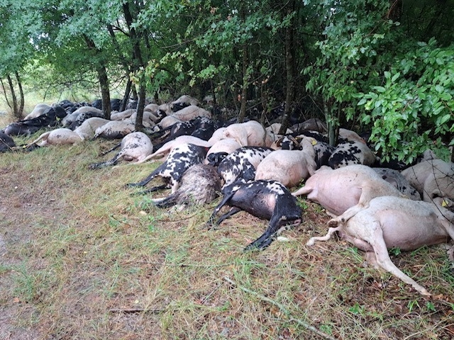 Nesvakidašnja pojava: Udar groma u Istri usmrtio stado ovaca