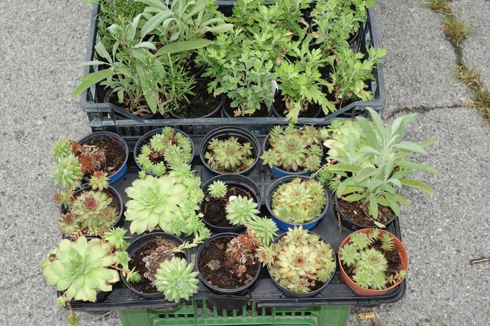 Ako ne znaš što tražiš, pronaći ćeš to na auto-pijacu!