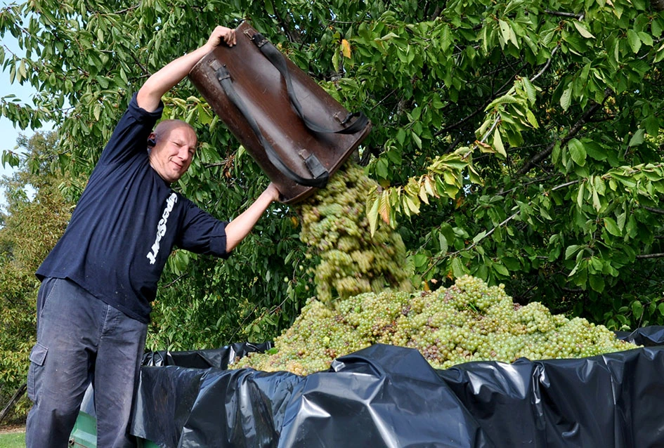 Priča o obitelji Pamuklić: Vinograd koji spaja generacije