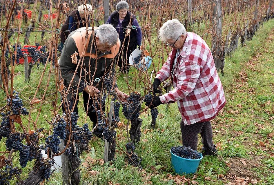 Matić i Škoro u Mitrovcu ubrali dragocjenu kasnu berbu koja najavljuje vrhunsko vino