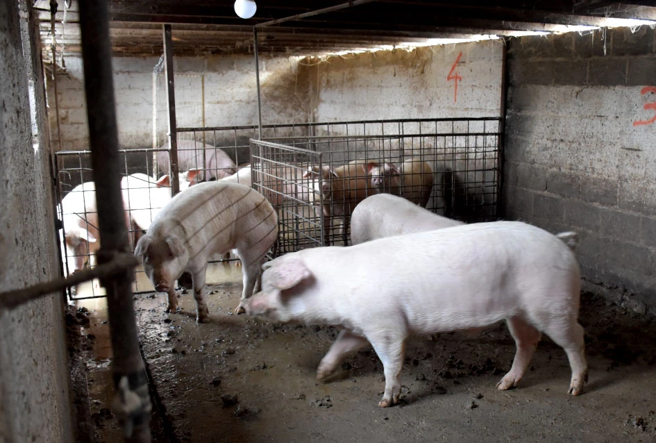 Pjesma, posao i kulen: Jedinstveni ugođaj kolinja kod Ladislava Waltera iz Trenkova