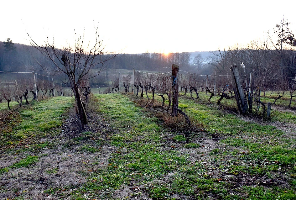 Martinje u Šušanju: Unatoč kašnjenju i izostanku kardinala Bauera, mošt uspješno ’kršten’ u mlado vino