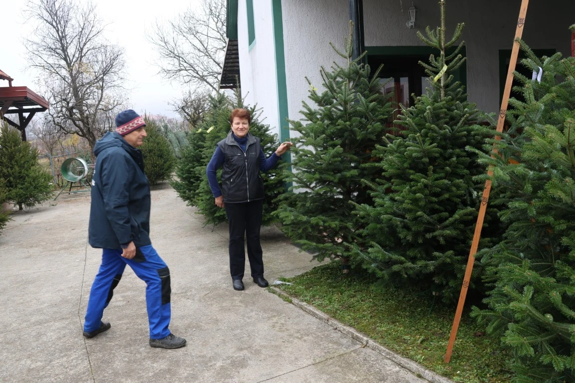 Obitelj Štimac prodaje tri vrste božićnih drvaca na dvije požeške lokacije
