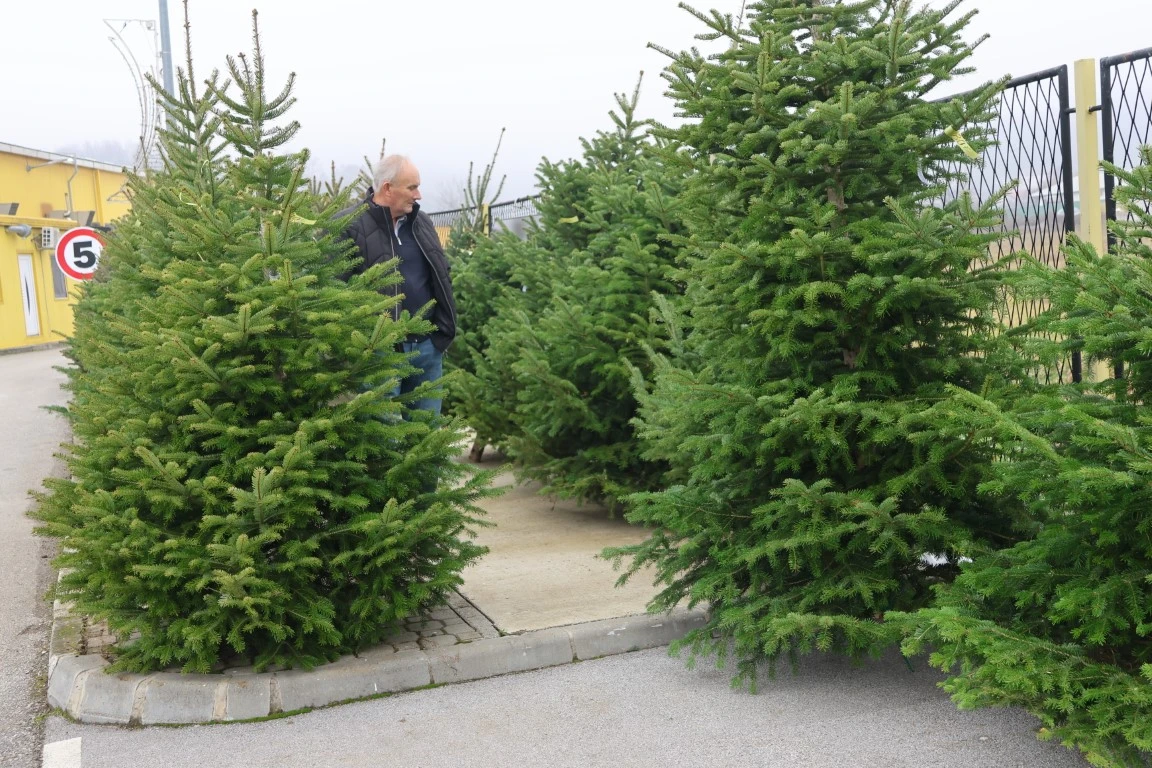 Obitelj Štimac prodaje tri vrste božićnih drvaca na dvije požeške lokacije