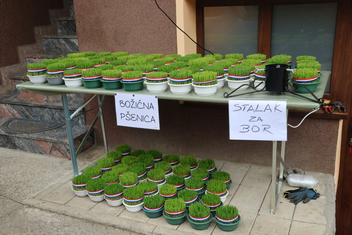 Obitelj Štimac prodaje tri vrste božićnih drvaca na dvije požeške lokacije