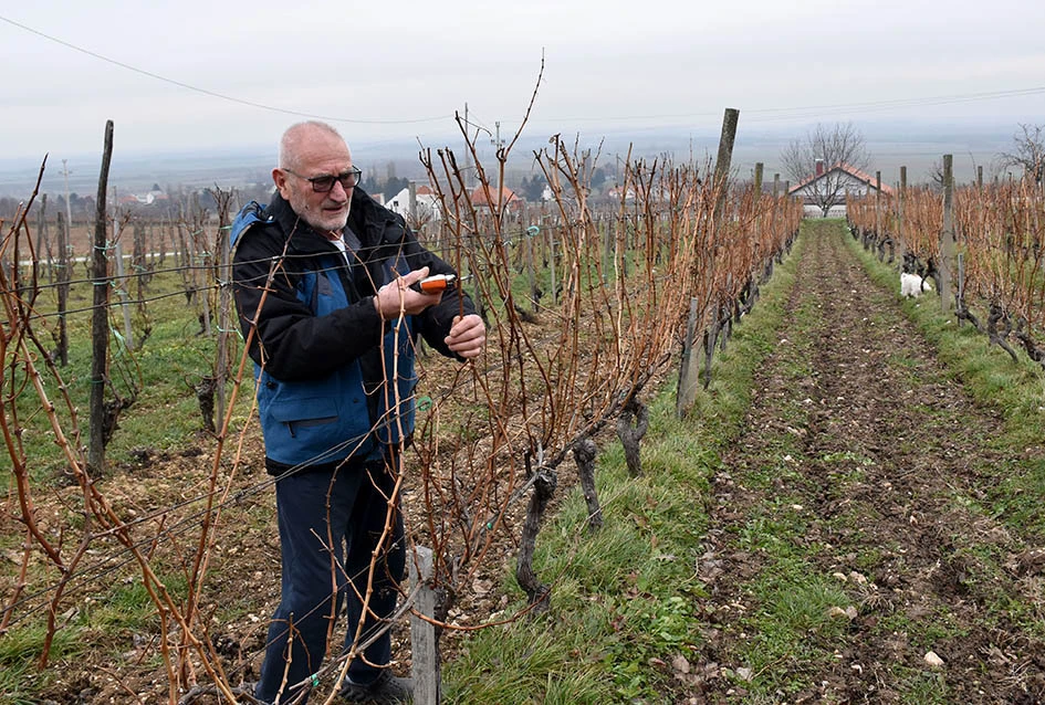Spoj iskustva i mladenačke vizije: Obitelj Ostojić iz Drage gradi vinsku budućnost na obroncima Papuka