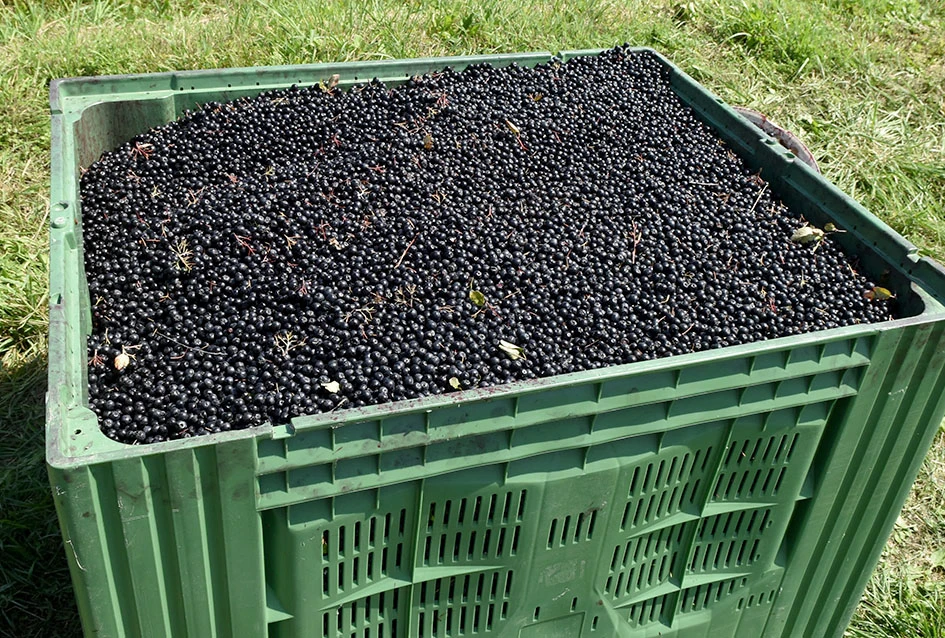 Brončani liker od bazge iz Biškupaca: OPG Štivić osvaja tržište domaćim okusima