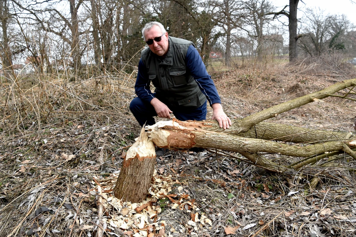 Neobični stanari stvaraju probleme: Dabrovi „okupirali“ ribnjak u Eminovcima, šteta se mjeri u tisućama eura