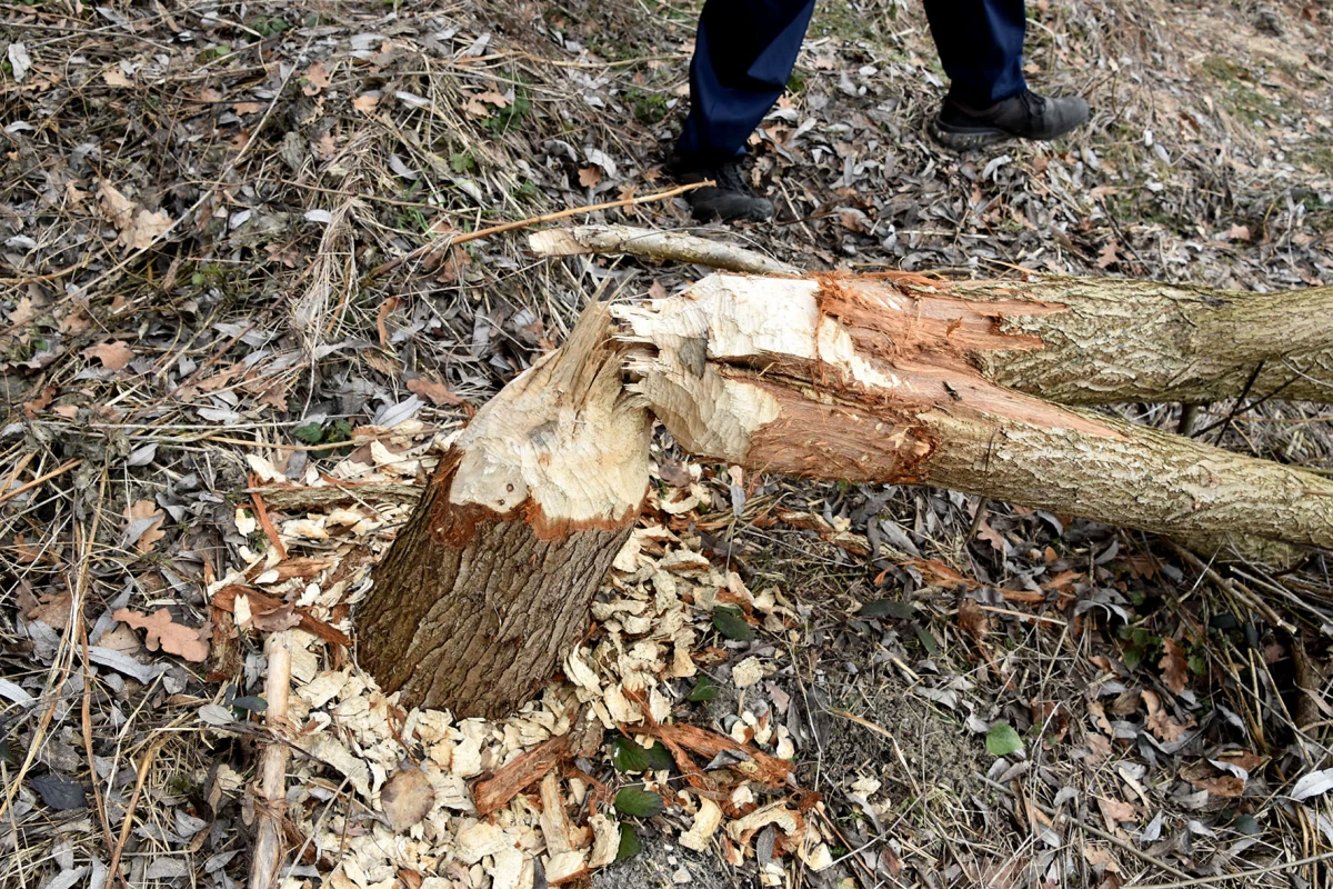 Neobični stanari stvaraju probleme: Dabrovi „okupirali“ ribnjak u Eminovcima, šteta se mjeri u tisućama eura