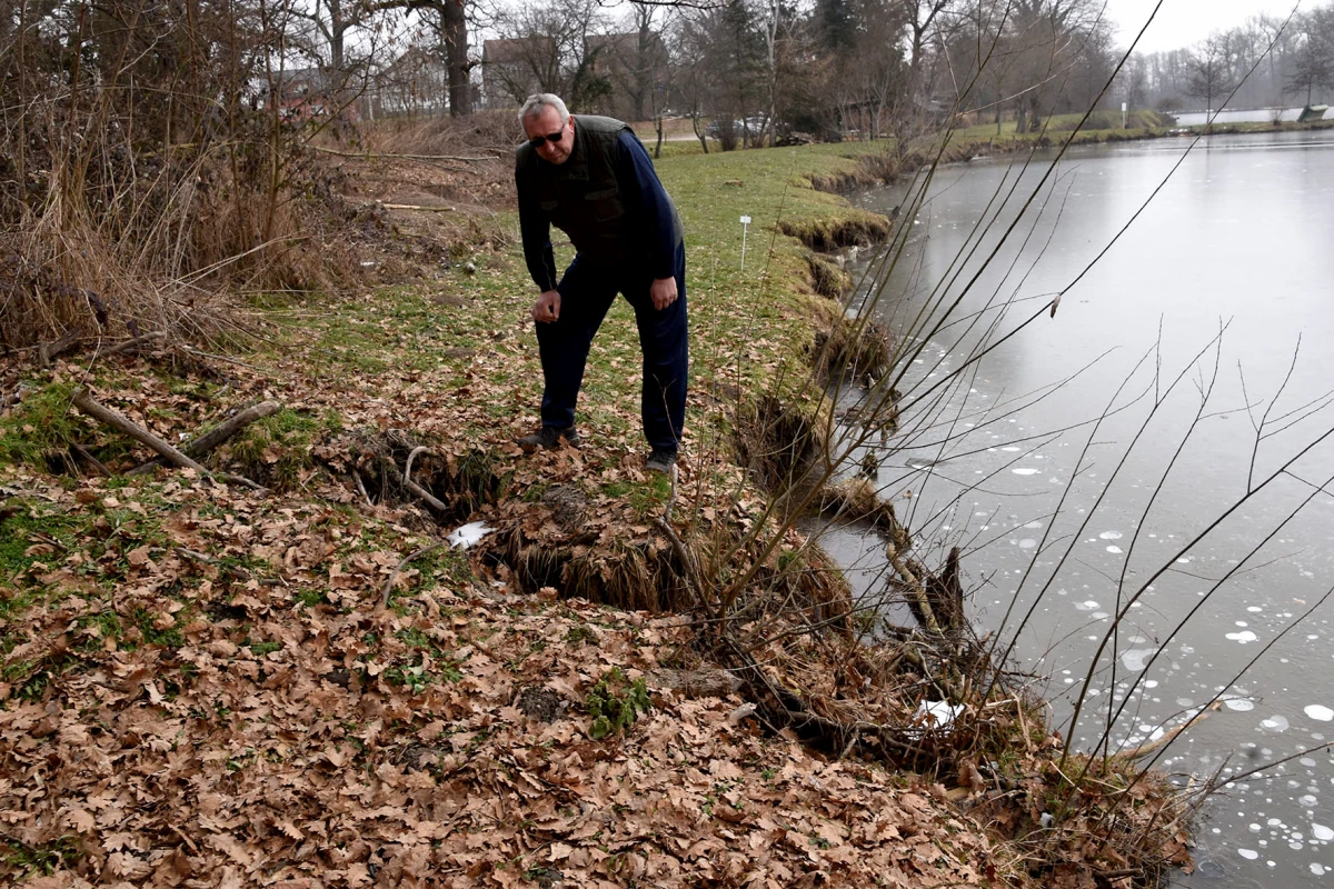 Neobični stanari stvaraju probleme: Dabrovi „okupirali“ ribnjak u Eminovcima, šteta se mjeri u tisućama eura