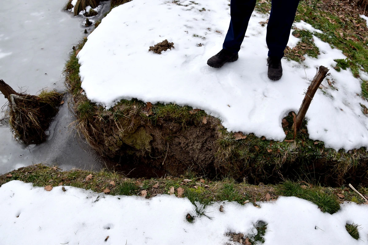 Neobični stanari stvaraju probleme: Dabrovi „okupirali“ ribnjak u Eminovcima, šteta se mjeri u tisućama eura