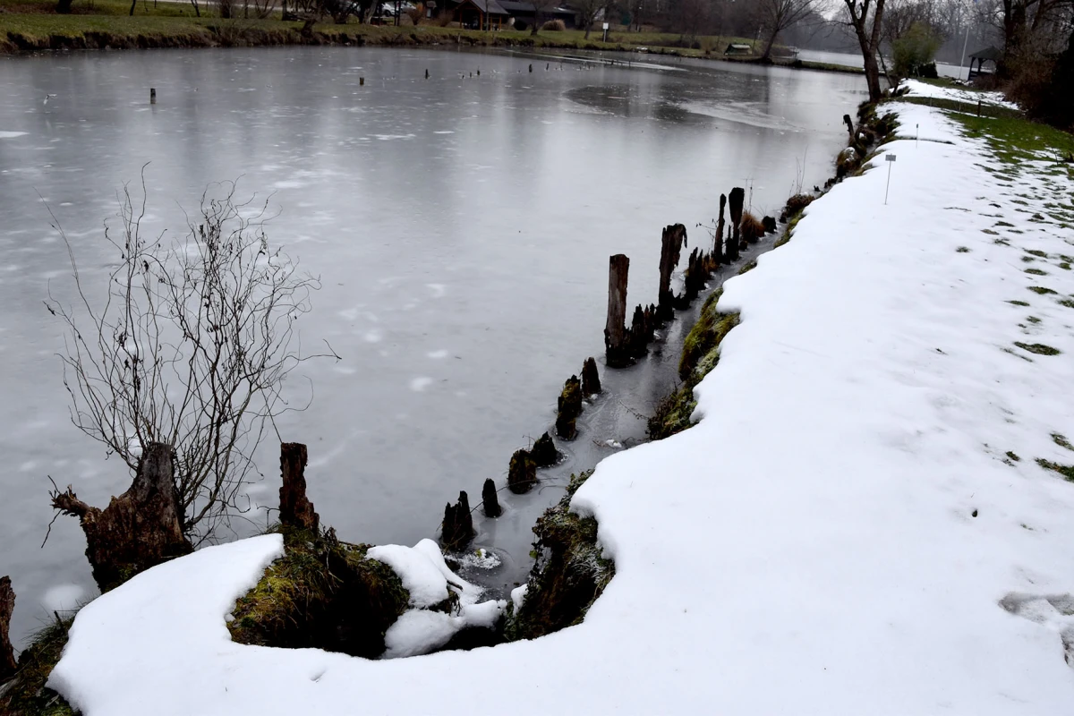 Neobični stanari stvaraju probleme: Dabrovi „okupirali“ ribnjak u Eminovcima, šteta se mjeri u tisućama eura