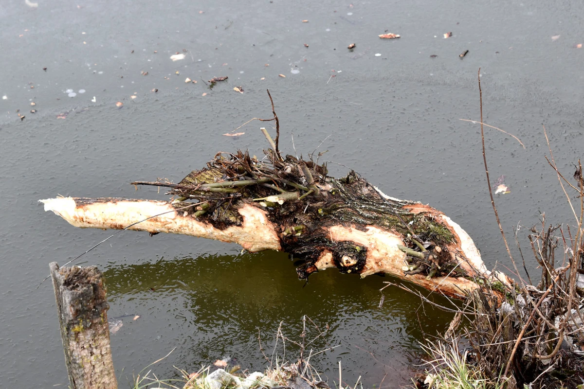 Neobični stanari stvaraju probleme: Dabrovi „okupirali“ ribnjak u Eminovcima, šteta se mjeri u tisućama eura