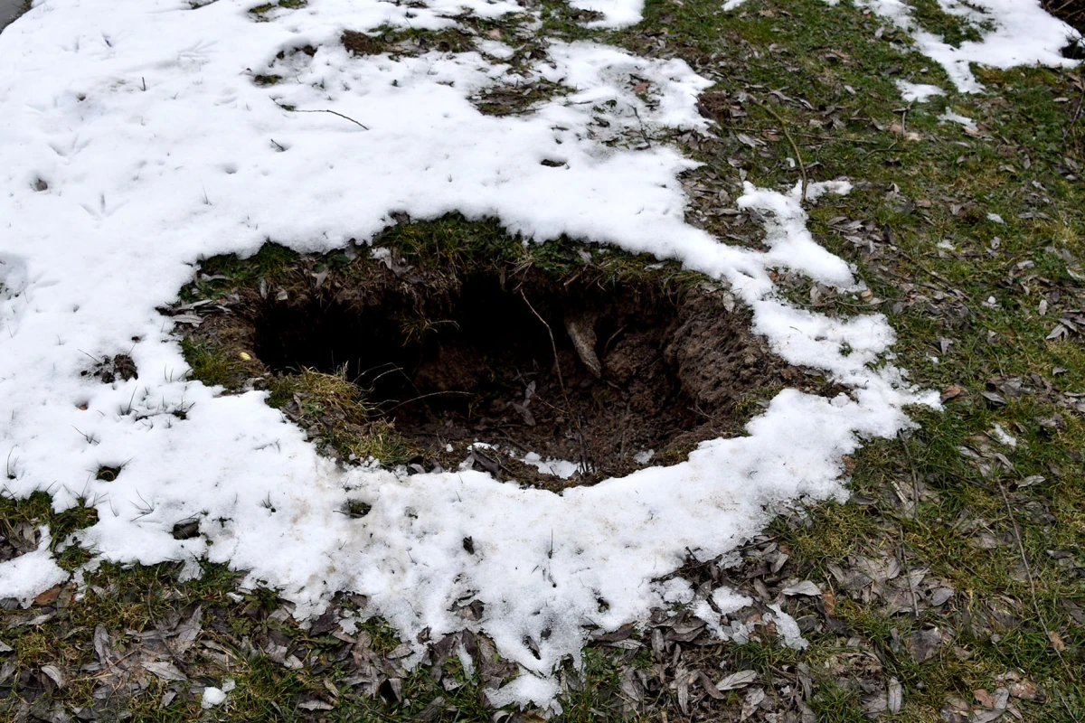 Neobični stanari stvaraju probleme: Dabrovi „okupirali“ ribnjak u Eminovcima, šteta se mjeri u tisućama eura