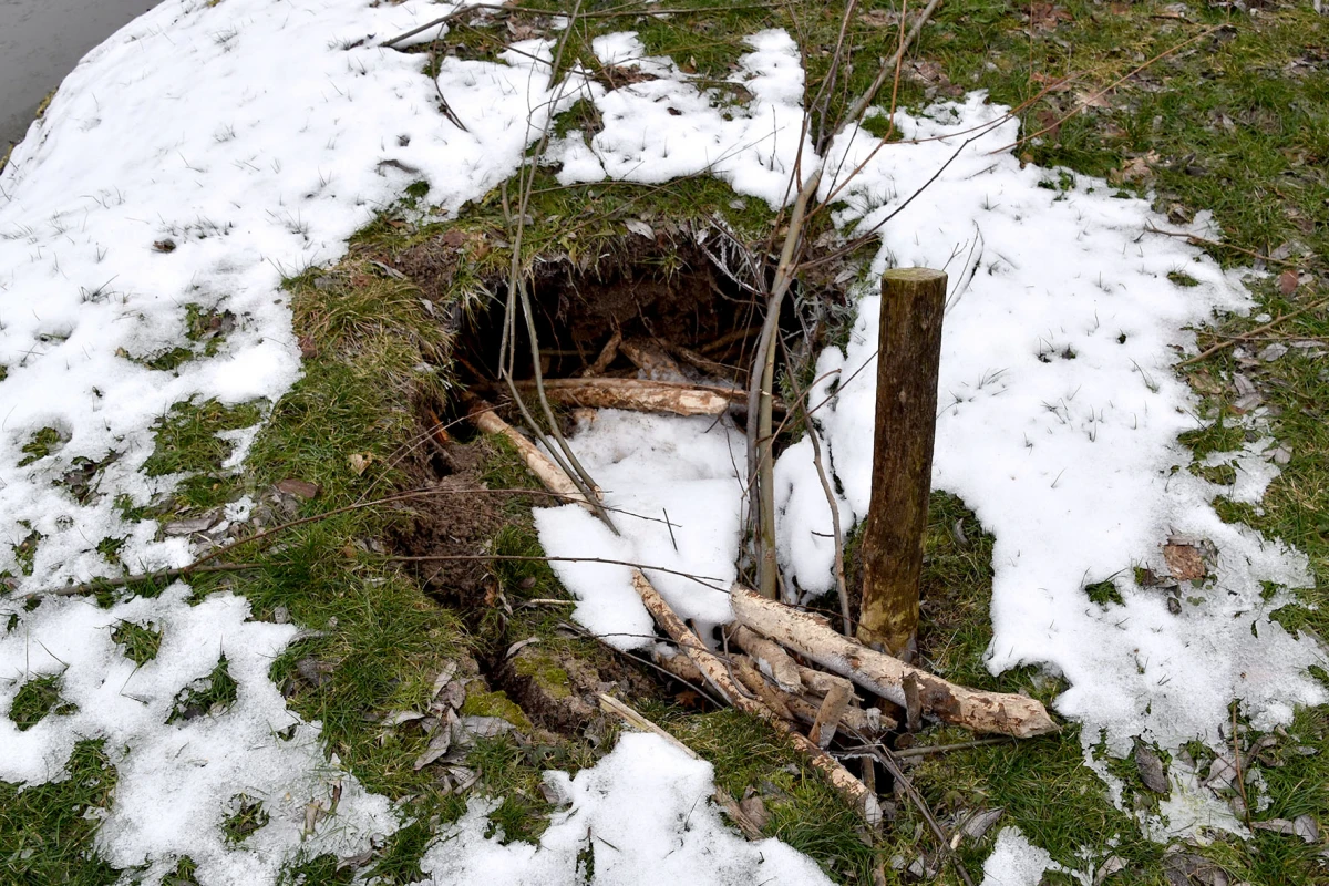 Neobični stanari stvaraju probleme: Dabrovi „okupirali“ ribnjak u Eminovcima, šteta se mjeri u tisućama eura