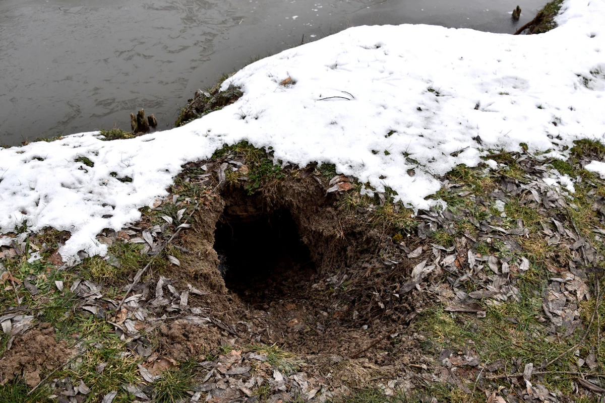 Neobični stanari stvaraju probleme: Dabrovi „okupirali“ ribnjak u Eminovcima, šteta se mjeri u tisućama eura