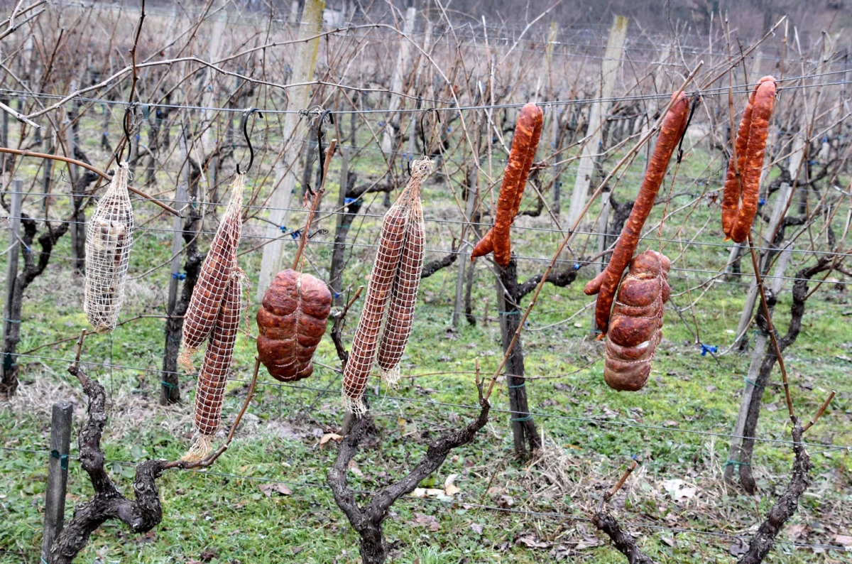 Prvi rez za rodnu godinu: Klaudija Mihaljević Ruža otvorila sezonu u vinogradu Vuković na Sokolovcu