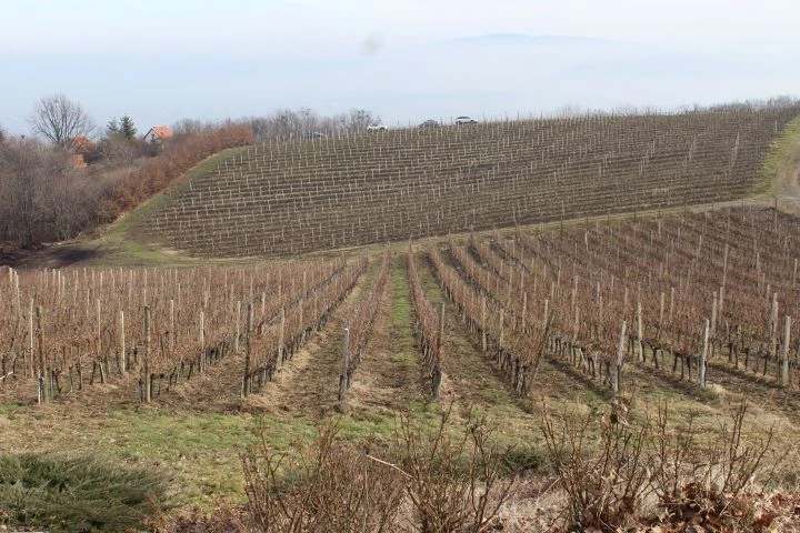 ’VINA MARKOTA’: Na Starcu proslavili Vincelovo uz blagoslov vinove loze, pjesmu i druženje